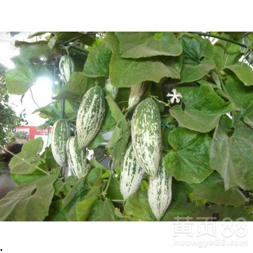 湖州安霞吃瓜,一场夏日里的美食之旅