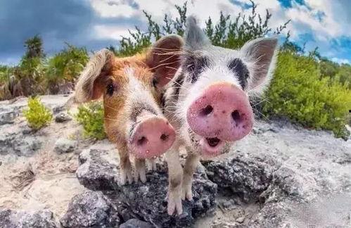 小猪带你吃瓜,揭秘娱乐圈那些事儿