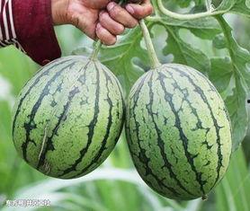 不做吃瓜者,深度参与社会热点事件